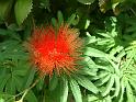 Calliandra red_2 